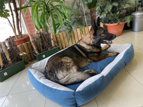 Лежак ГЮ-ВАС "ПРЕМЬЕР" мебельная ткань (цвета в ассортименте)